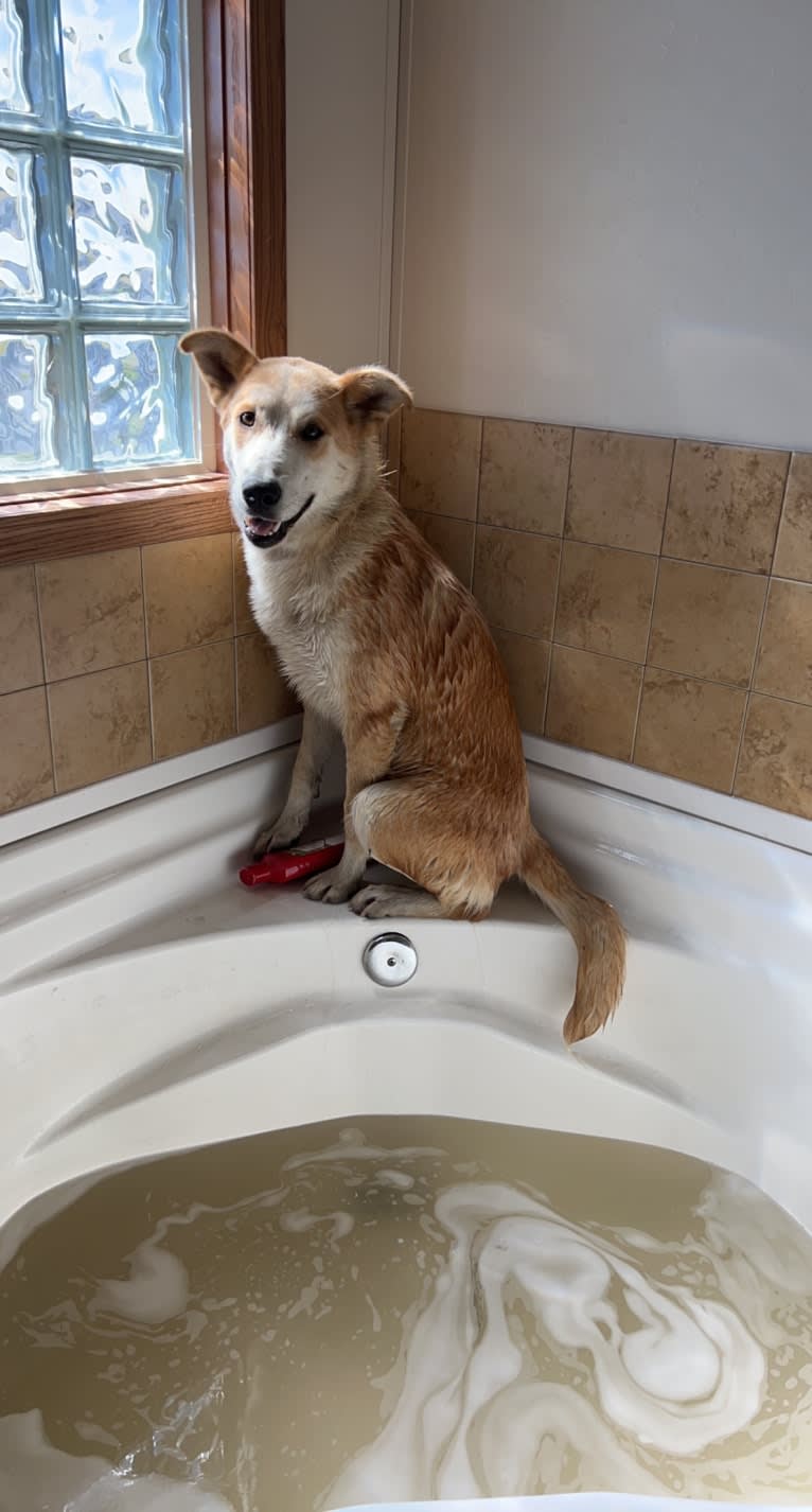 Frank, an Australian Cattle Dog and German Shepherd Dog mix tested with EmbarkVet.com