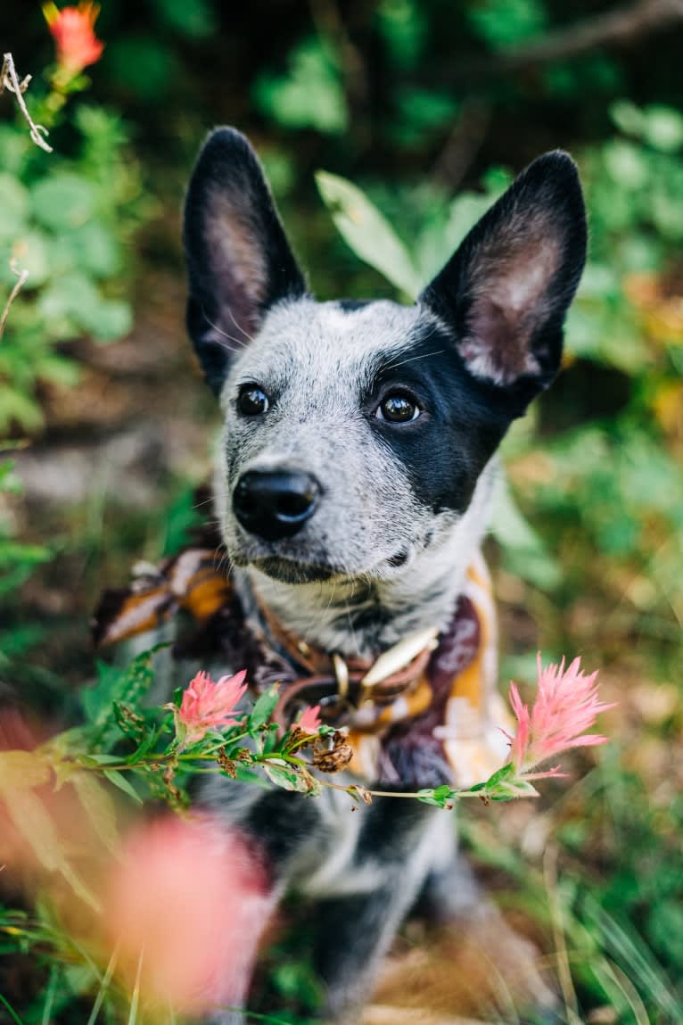 Ranger, an Australian Cattle Dog tested with EmbarkVet.com