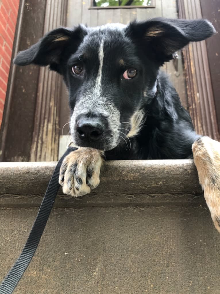 Cable, an Australian Cattle Dog and Siberian Husky mix tested with EmbarkVet.com