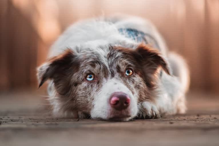 Spurs N Ashes, a Border Collie tested with EmbarkVet.com