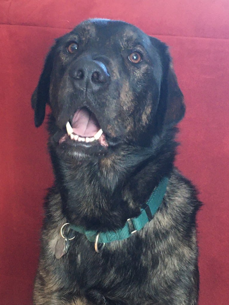 Leo, a Labrador Retriever and Golden Retriever mix tested with EmbarkVet.com