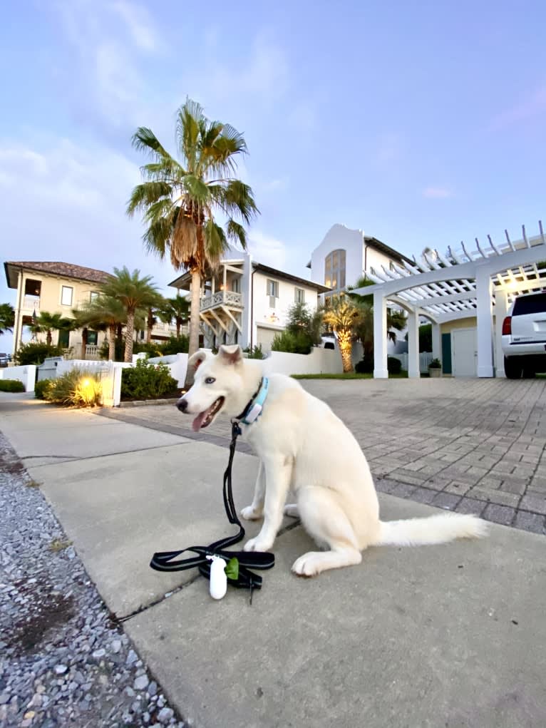 Dash, a Siberian Husky and German Shepherd Dog mix tested with EmbarkVet.com