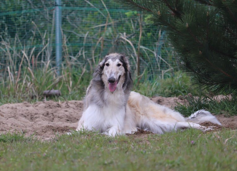 Lira, a Borzoi tested with EmbarkVet.com