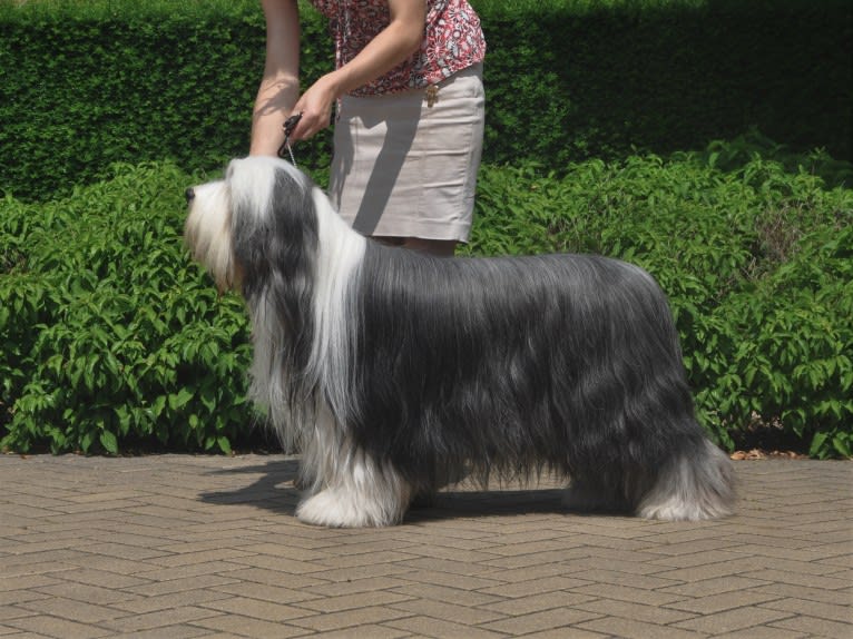 Ghost, a Bearded Collie tested with EmbarkVet.com