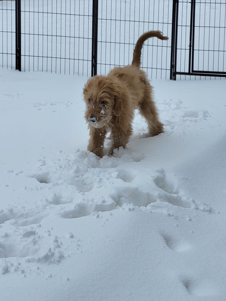 Tobias Lincoln, a Goldendoodle tested with EmbarkVet.com