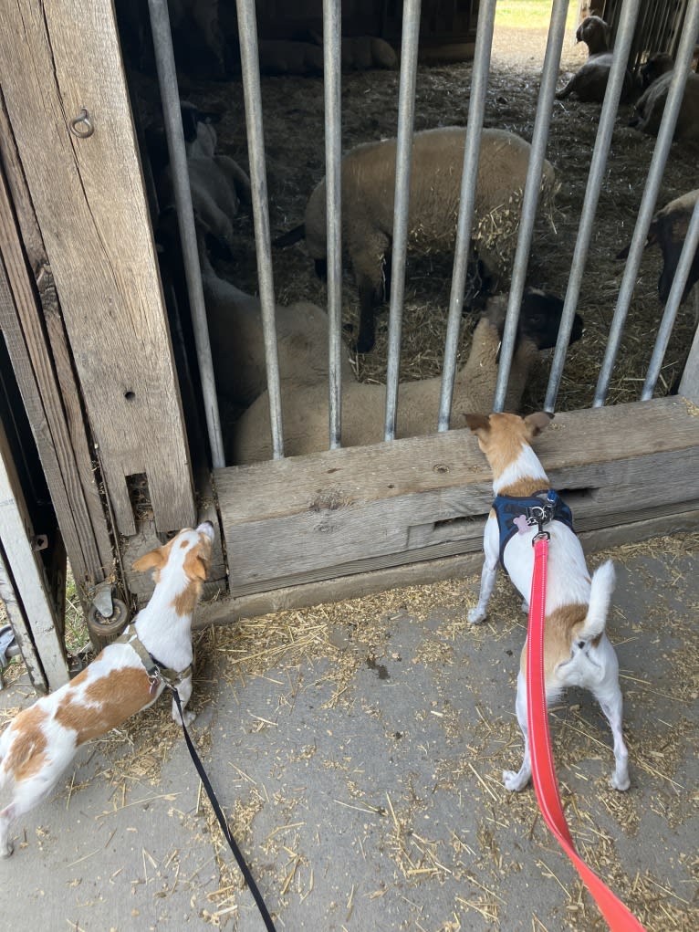Daisy, a Chihuahua and Rat Terrier mix tested with EmbarkVet.com