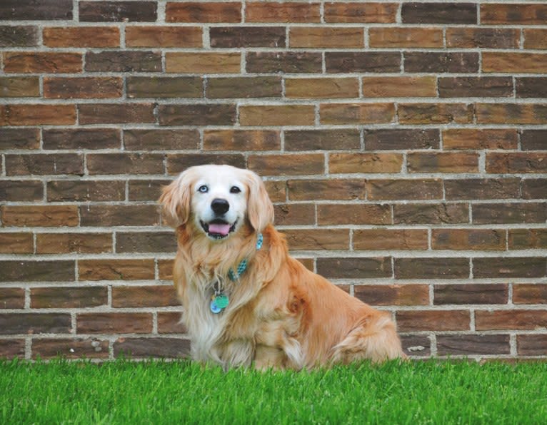 Jericho, a Golden Retriever and Shih Tzu mix tested with EmbarkVet.com