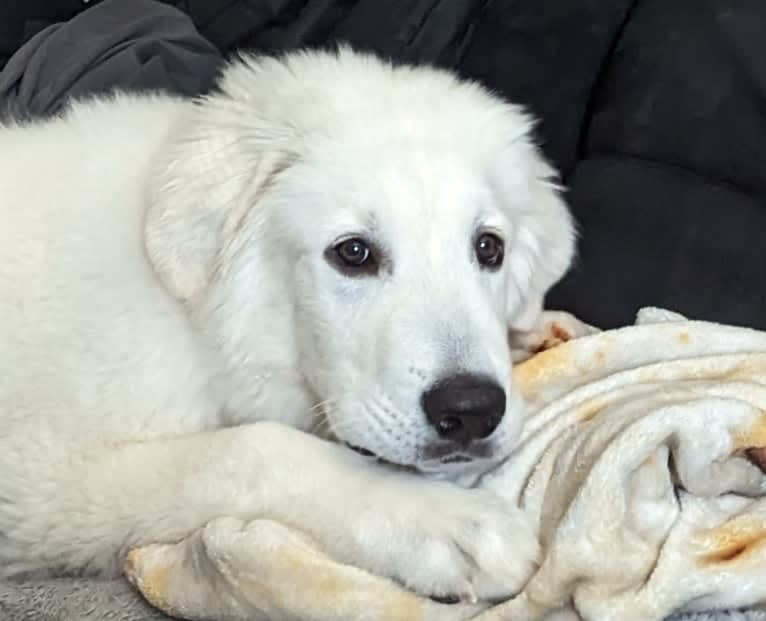 Valiant, a Great Pyrenees tested with EmbarkVet.com