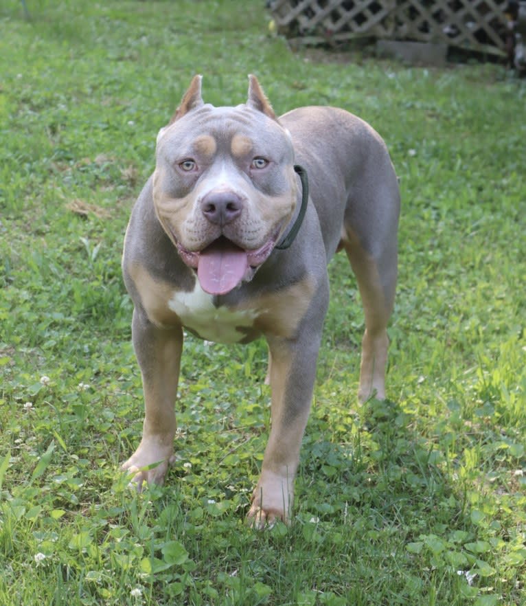 Onyx, an American Bully and Bulldog mix tested with EmbarkVet.com