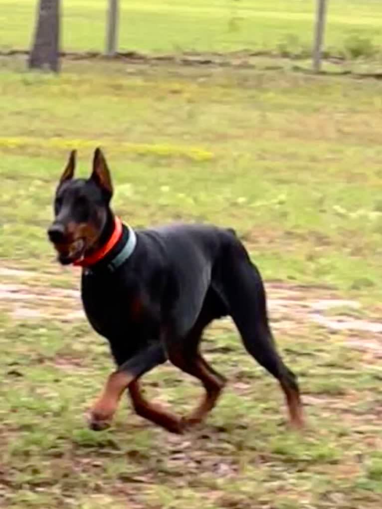 Citali Agir Di Liguori, a Doberman Pinscher tested with EmbarkVet.com