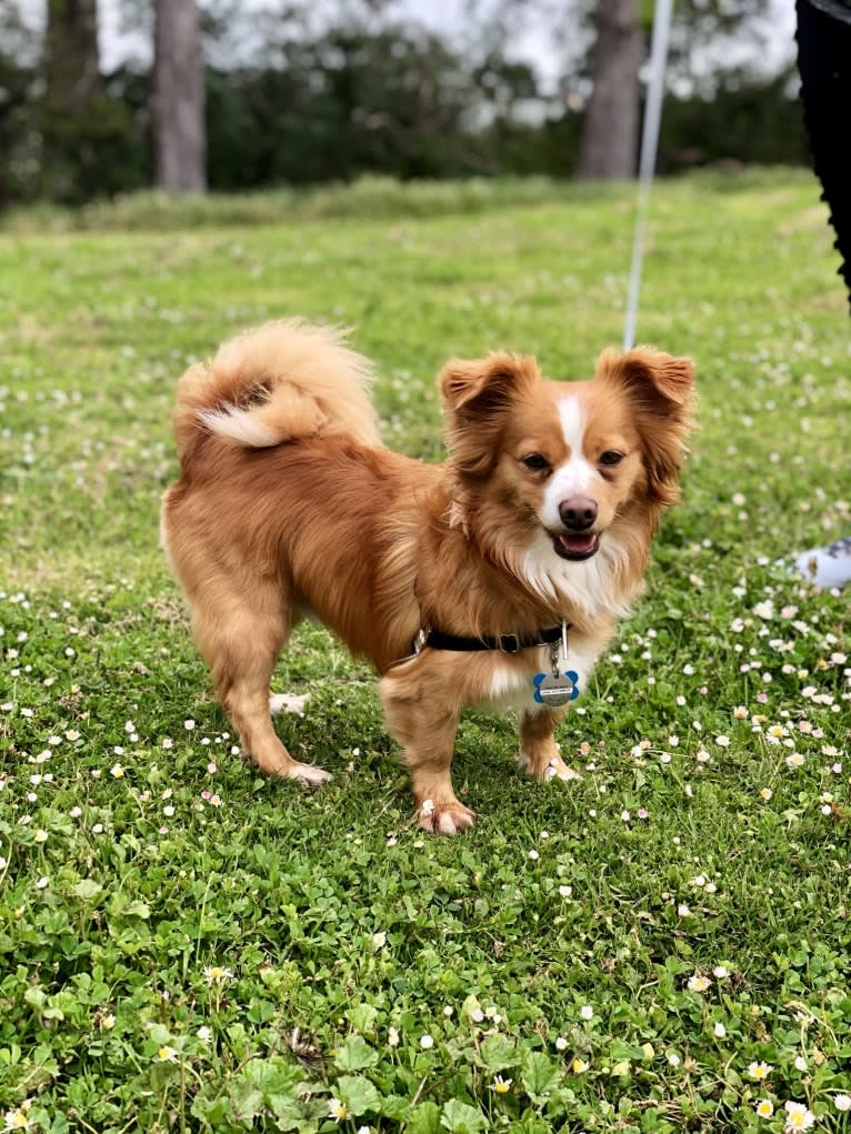 Riley, a Chihuahua and Pomeranian mix tested with EmbarkVet.com