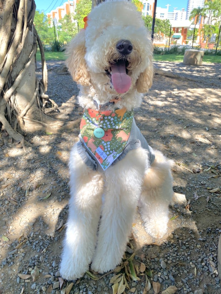 Chelsea, a Goldendoodle tested with EmbarkVet.com