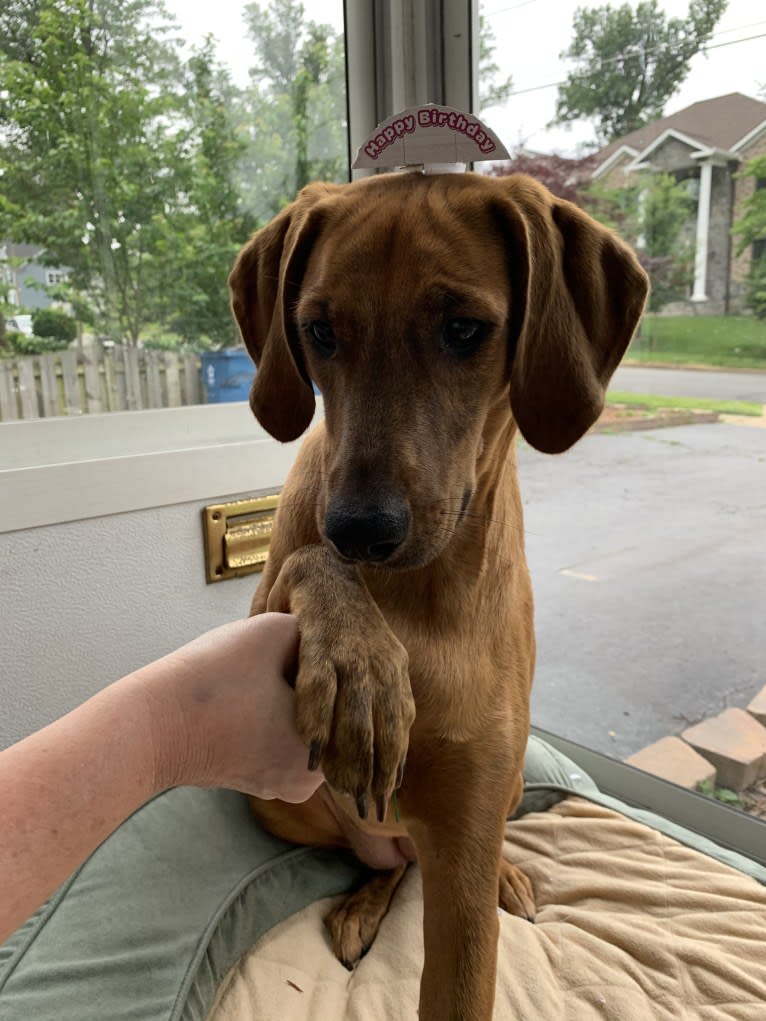 Julie, a Redbone Coonhound and Plott mix tested with EmbarkVet.com