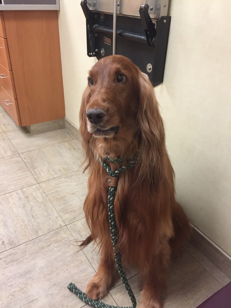 Emmet, an Irish Setter tested with EmbarkVet.com