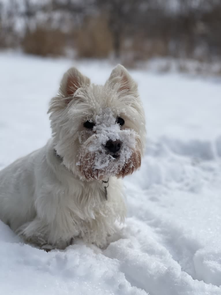 Presley, a West Highland White Terrier tested with EmbarkVet.com