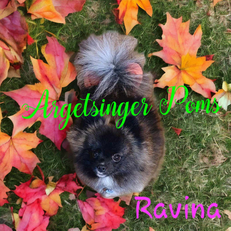 Ravina, a Pomeranian tested with EmbarkVet.com