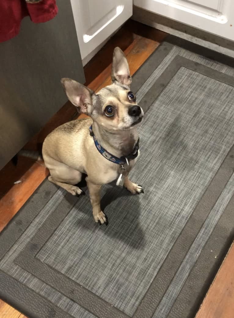 Harvey, a Chihuahua and Miniature Schnauzer mix tested with EmbarkVet.com