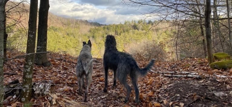 Ava, an Irish Wolfhound tested with EmbarkVet.com