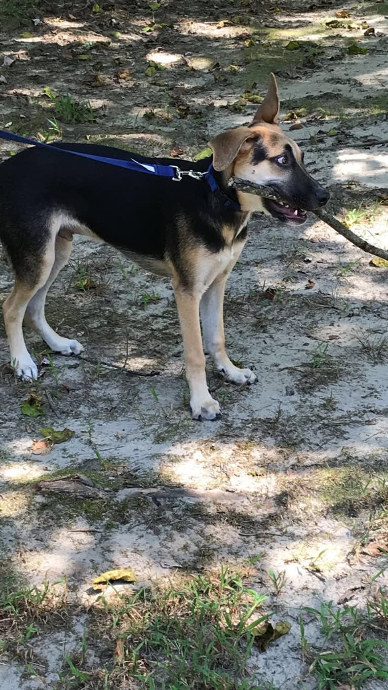 Riley, a German Shepherd Dog and American Pit Bull Terrier mix tested with EmbarkVet.com