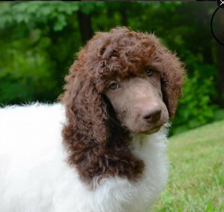 George, a Poodle (Standard) tested with EmbarkVet.com