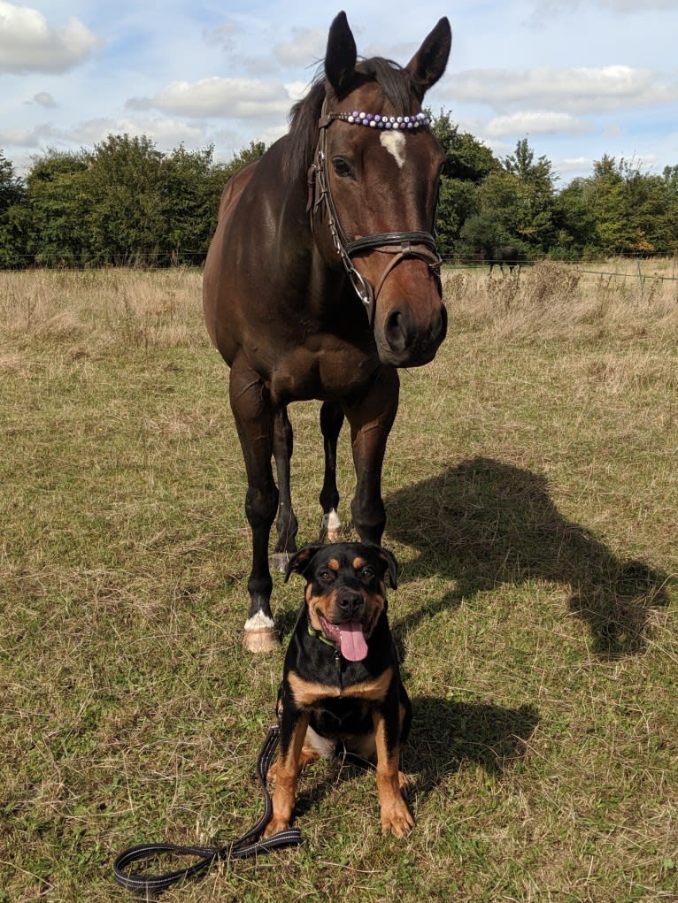 Regan, a Rottweiler and Bullmastiff mix tested with EmbarkVet.com