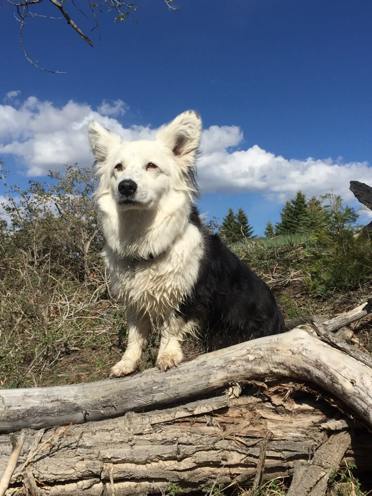 Wampi, a Cardigan Welsh Corgi tested with EmbarkVet.com