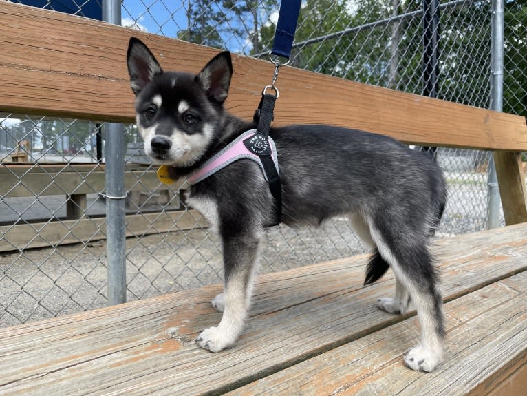 Mika, an Alaskan Klee Kai tested with EmbarkVet.com