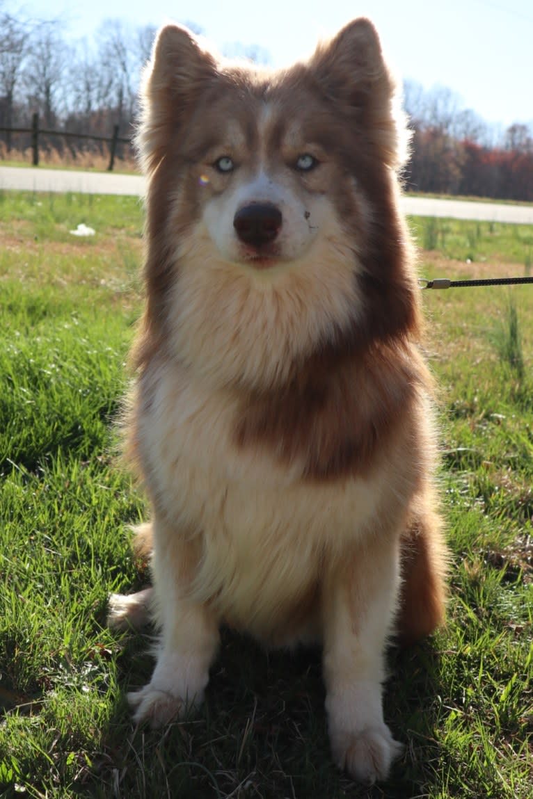 Sokka, a Siberian Husky tested with EmbarkVet.com