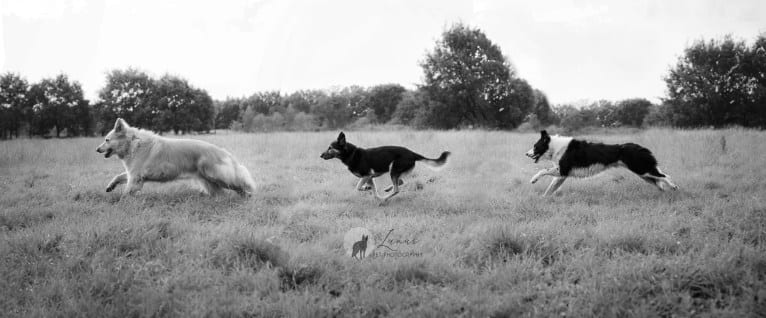 Armin, an Eastern European Village Dog tested with EmbarkVet.com