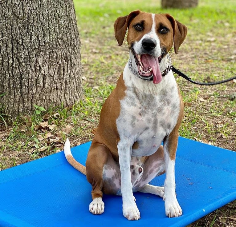 Dakota, a Rat Terrier and Russell-type Terrier mix tested with EmbarkVet.com