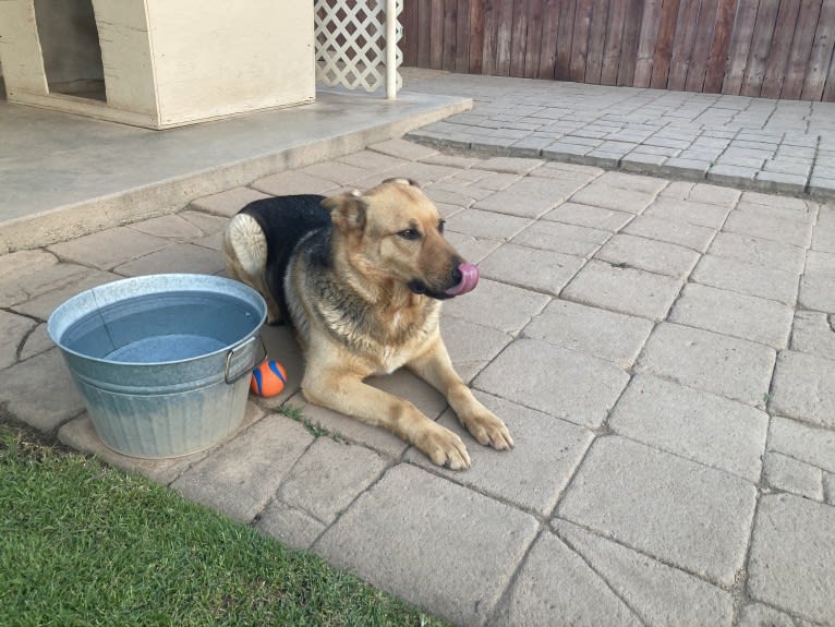 Lukas, a German Shepherd Dog and Australian Cattle Dog mix tested with EmbarkVet.com