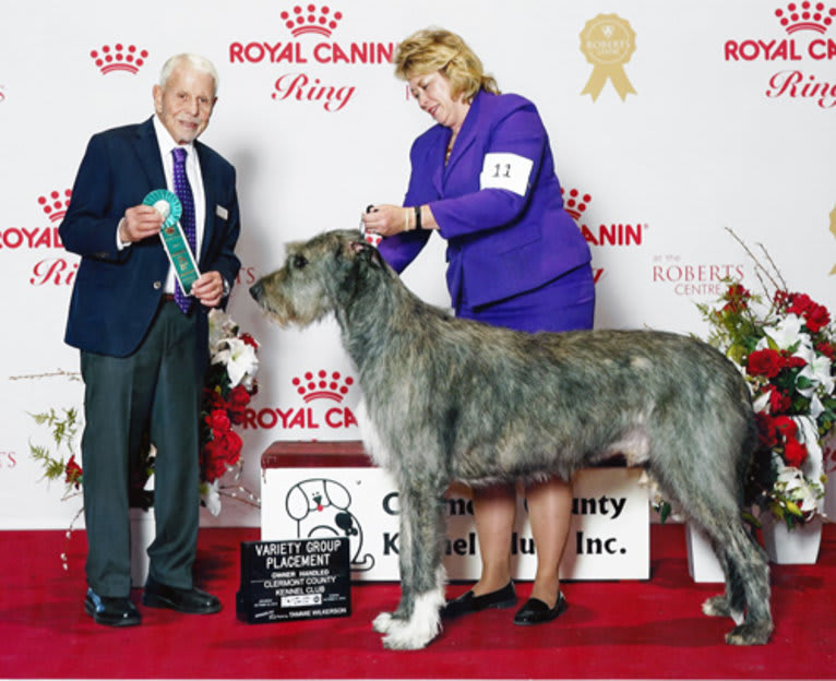 Vidarr, an Irish Wolfhound tested with EmbarkVet.com