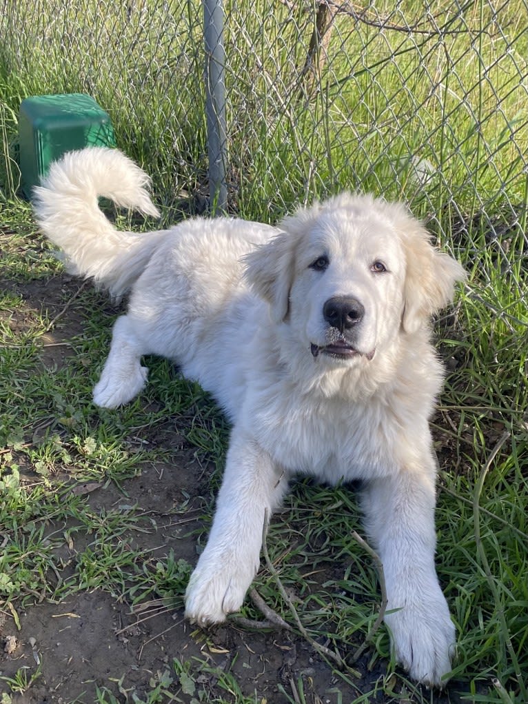 Jasper, a Great Pyrenees tested with EmbarkVet.com