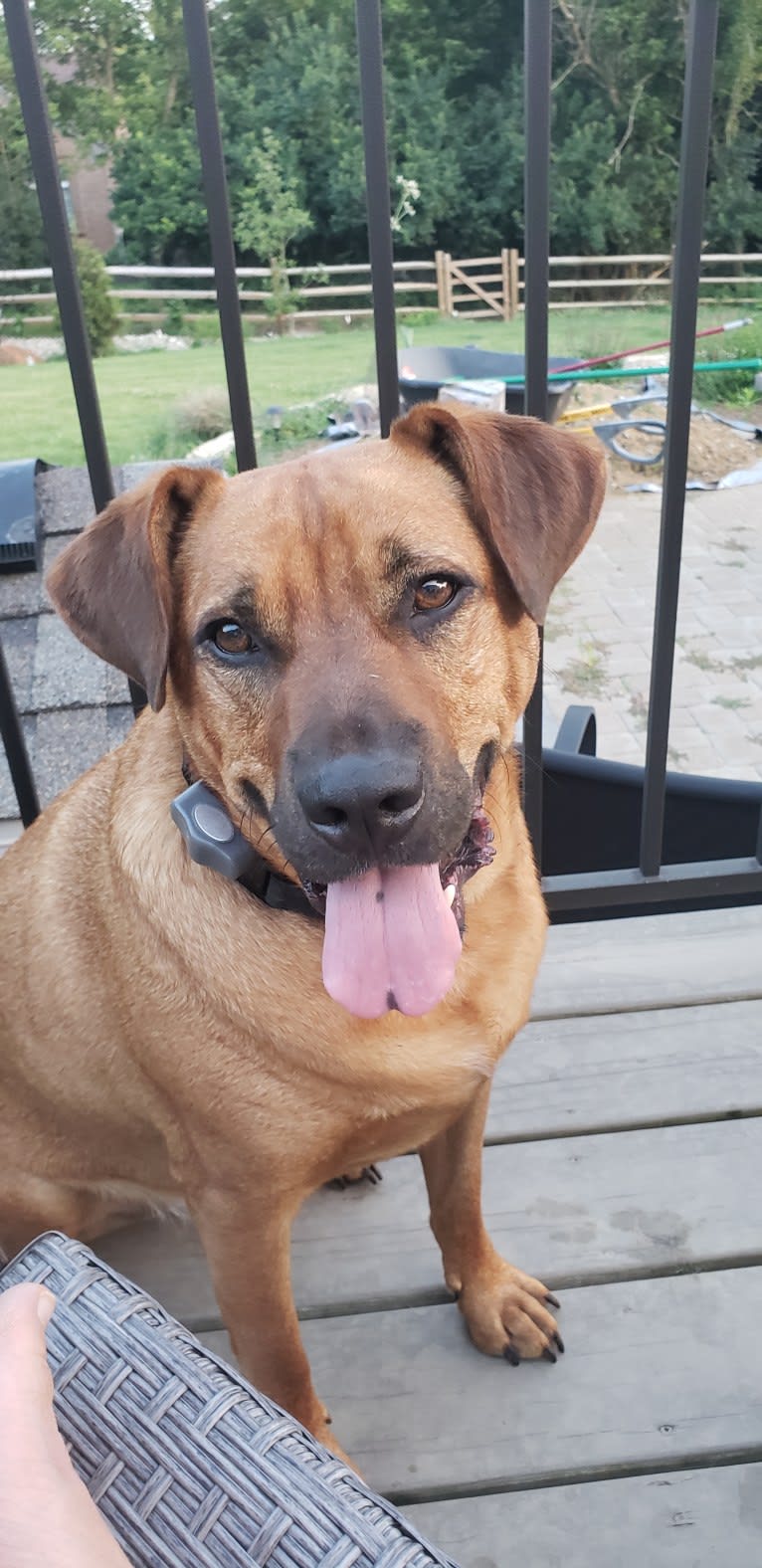 Red, a Redbone Coonhound and American Bulldog mix tested with EmbarkVet.com