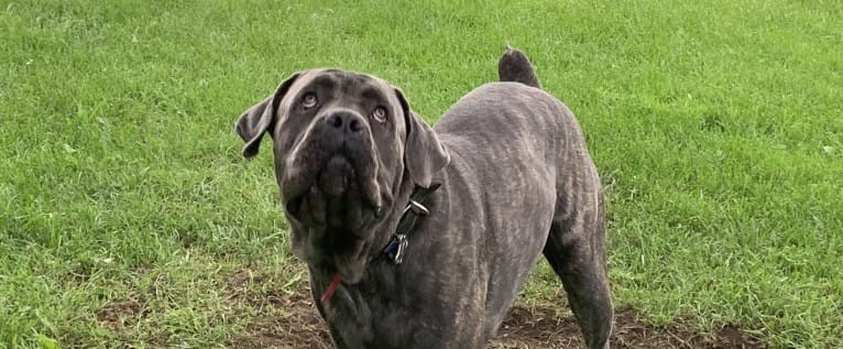 Rocco Roman Hughes, a Cane Corso tested with EmbarkVet.com