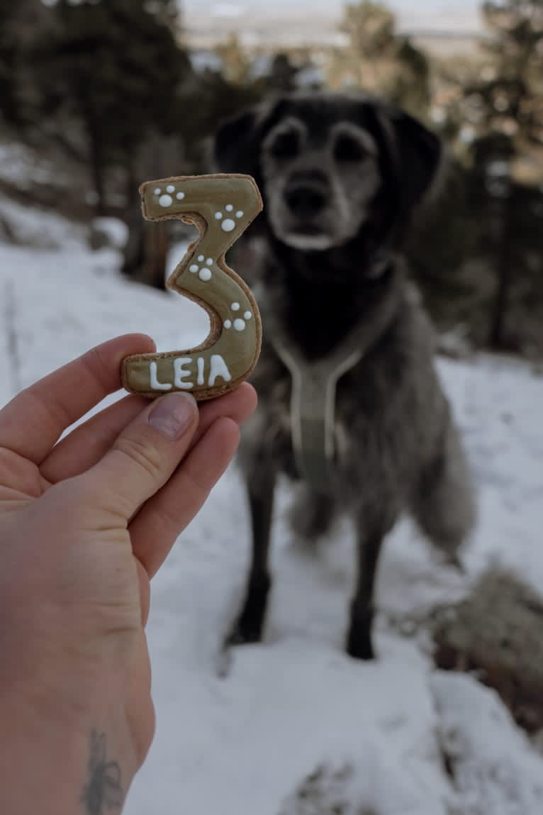 Leia, a Poodle (Standard) and German Shepherd Dog mix tested with EmbarkVet.com