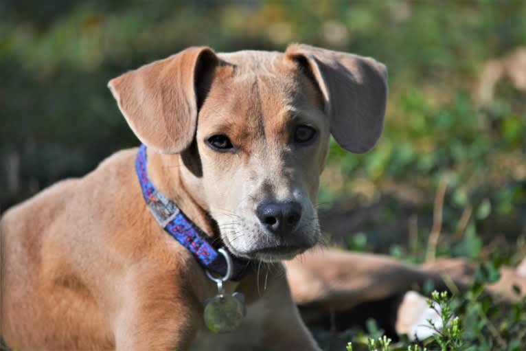 Lila, an American Pit Bull Terrier and Labrador Retriever mix tested with EmbarkVet.com