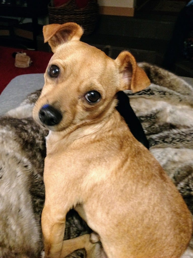 Chuck, a Chihuahua and Pomeranian mix tested with EmbarkVet.com