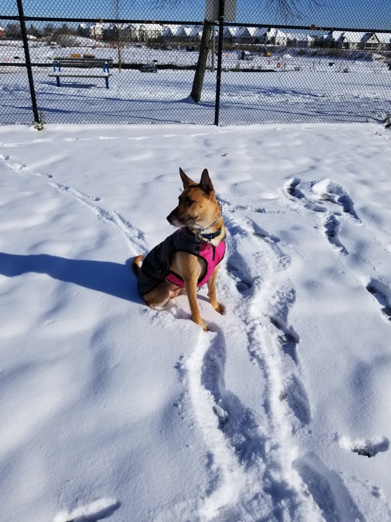 Kya, a German Shepherd Dog and American Pit Bull Terrier mix tested with EmbarkVet.com