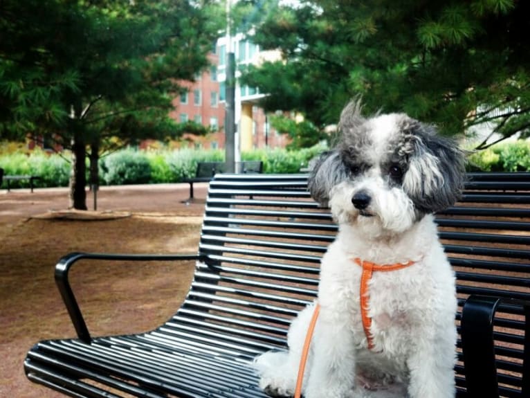 Molly, a Peekapoo tested with EmbarkVet.com