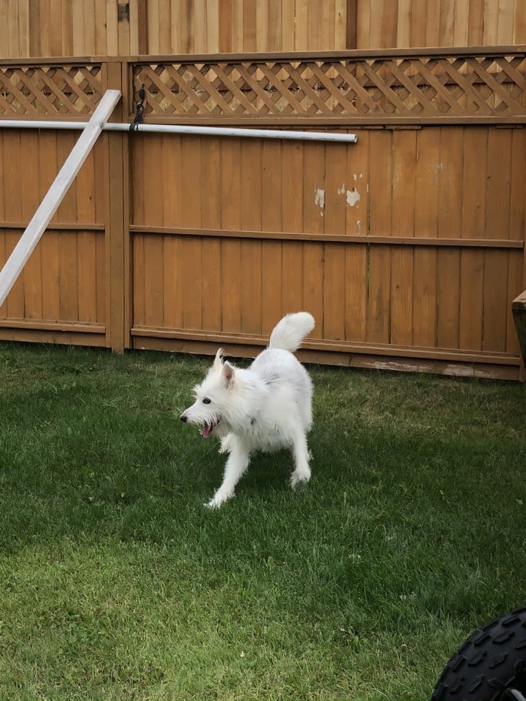 Sweetie Pellumbi, a Siberian Husky and Alaskan-type Husky mix tested with EmbarkVet.com