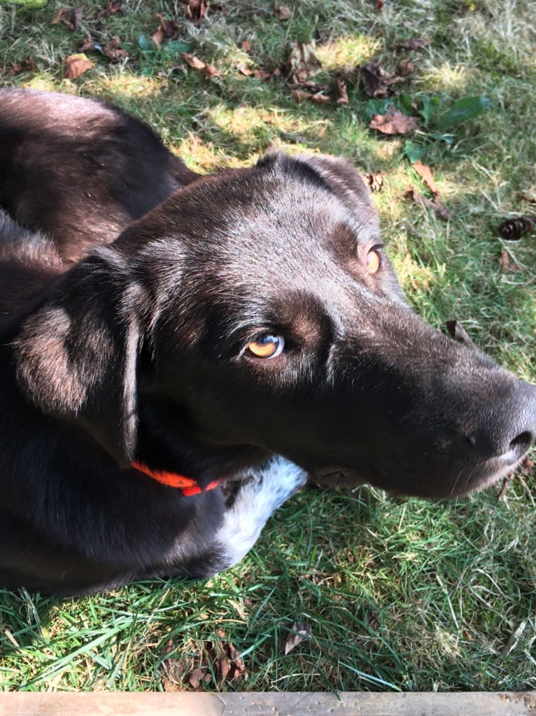 Guinness, a Labrador Retriever and Australian Cattle Dog mix tested with EmbarkVet.com