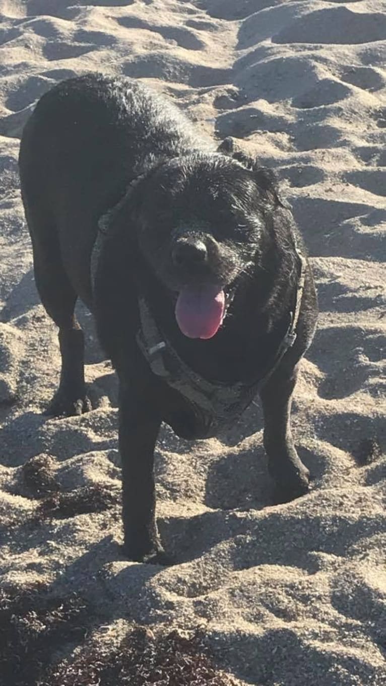Benjen, a Bulldog and Neapolitan Mastiff mix tested with EmbarkVet.com