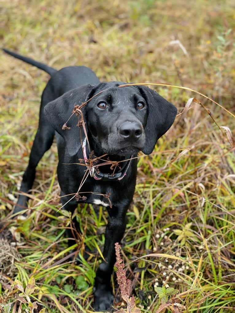 Spree, a German Shorthaired Pointer and Alaskan-type Husky mix tested with EmbarkVet.com