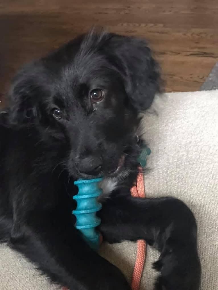 Maggie, an English Shepherd and Australian Cattle Dog mix tested with EmbarkVet.com