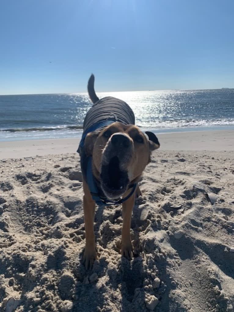 Pretzel, a Beagle and Golden Retriever mix tested with EmbarkVet.com