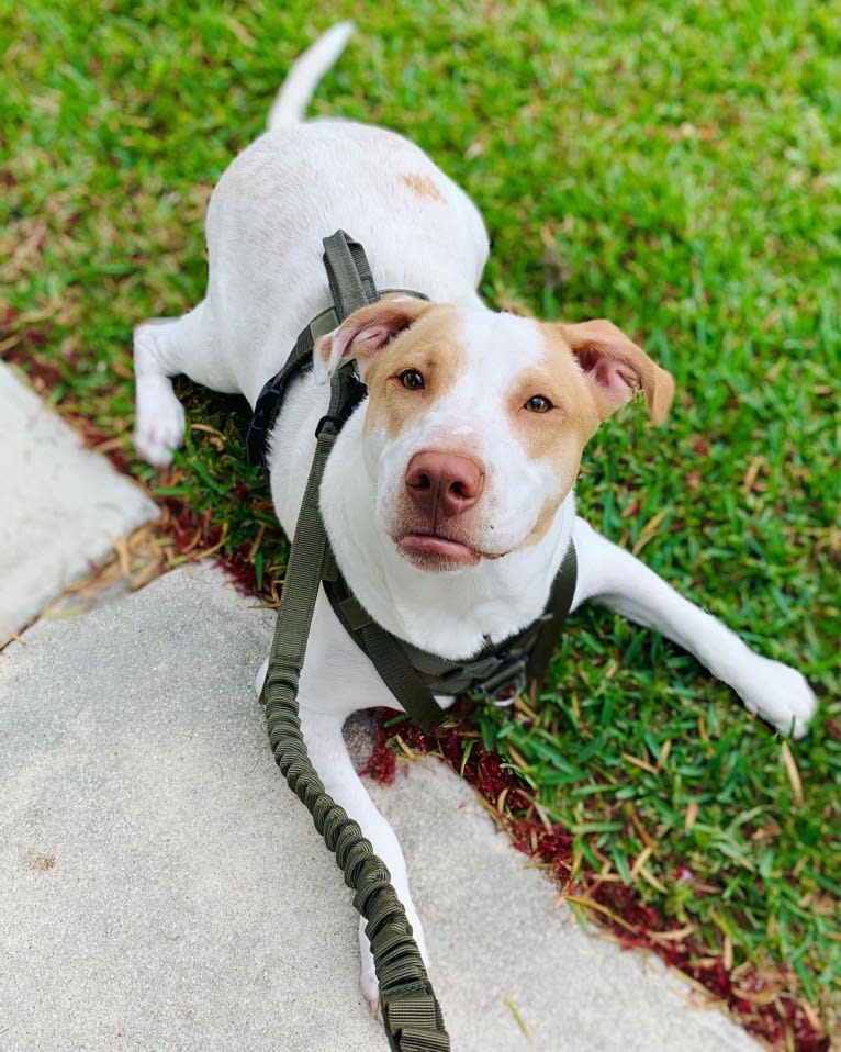 Casper, an American Pit Bull Terrier and Labrador Retriever mix tested with EmbarkVet.com