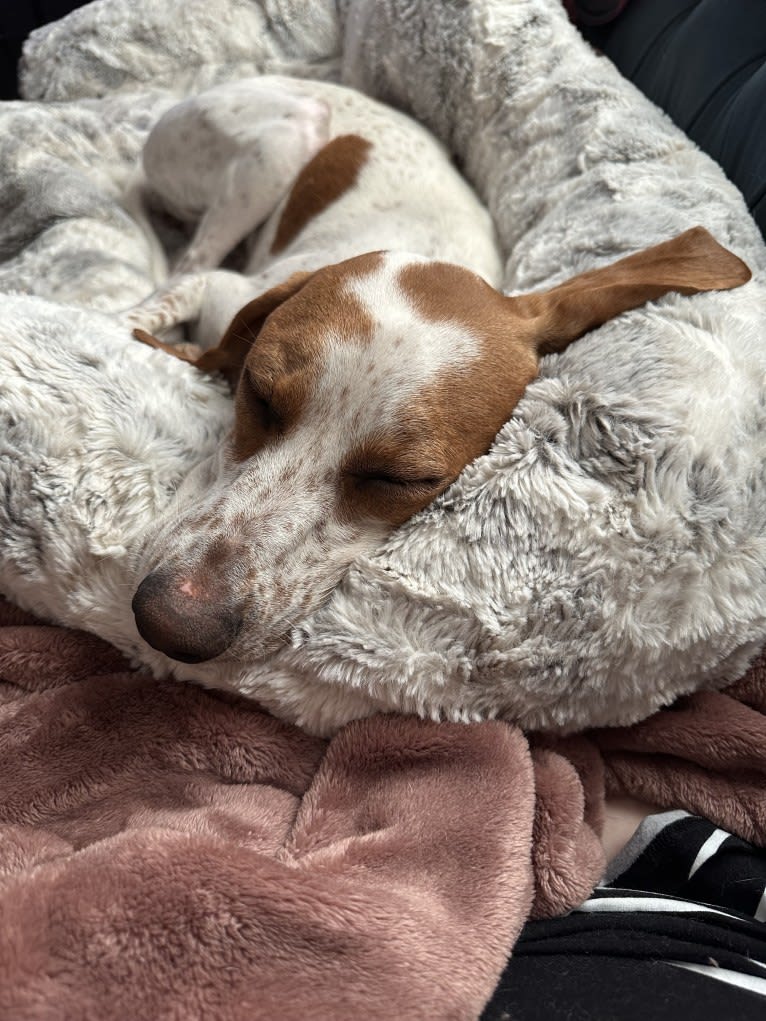 Texie, a Pointer and Llewellin Setter mix tested with EmbarkVet.com