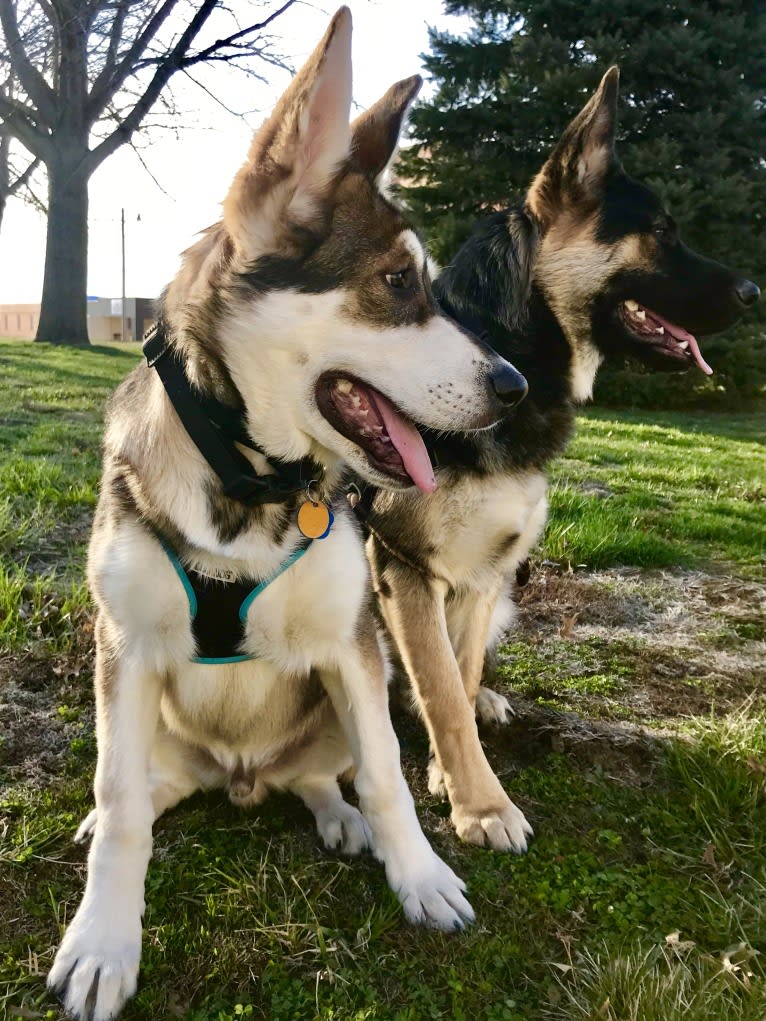 Mattis, a German Shepherd Dog and Alaskan Malamute mix tested with EmbarkVet.com