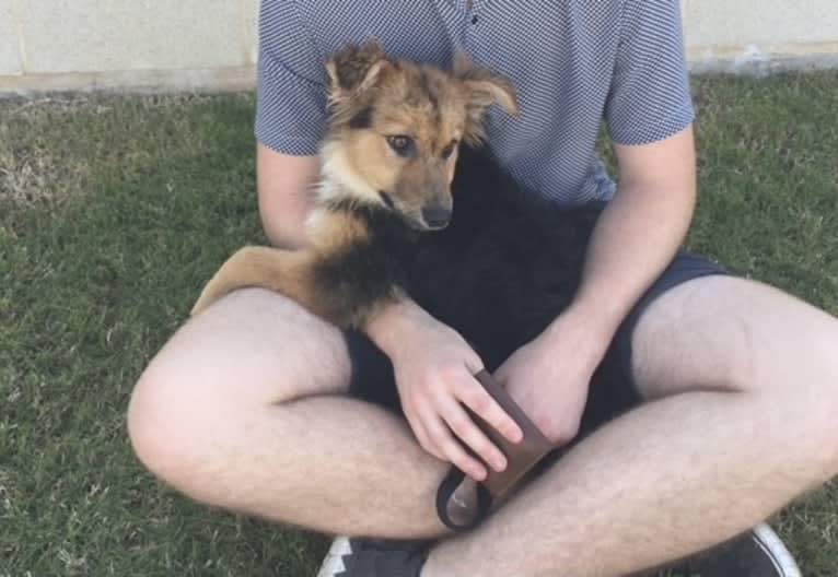 Sage, a German Shepherd Dog and Australian Shepherd mix tested with EmbarkVet.com